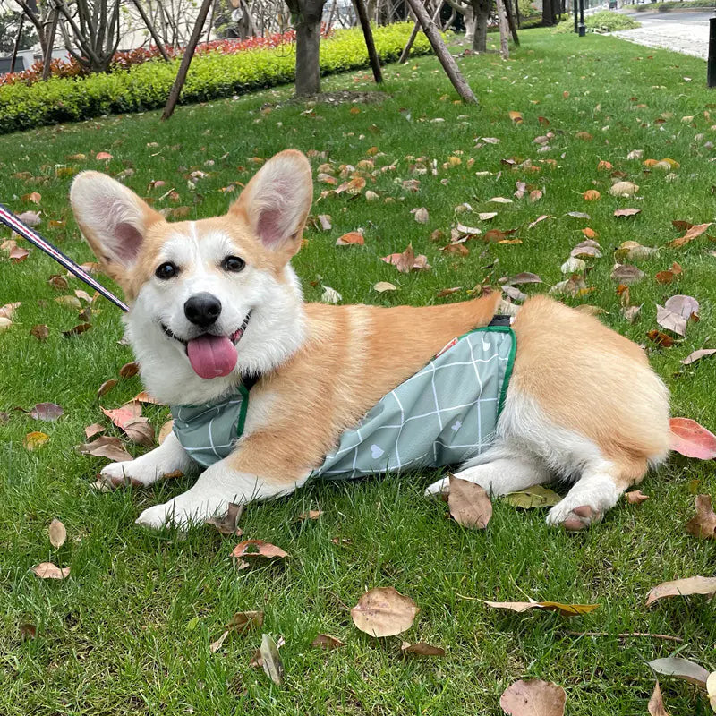 Corgi Dudou Summer Dog Raincoat for Pets