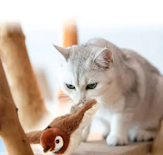 Cat toys