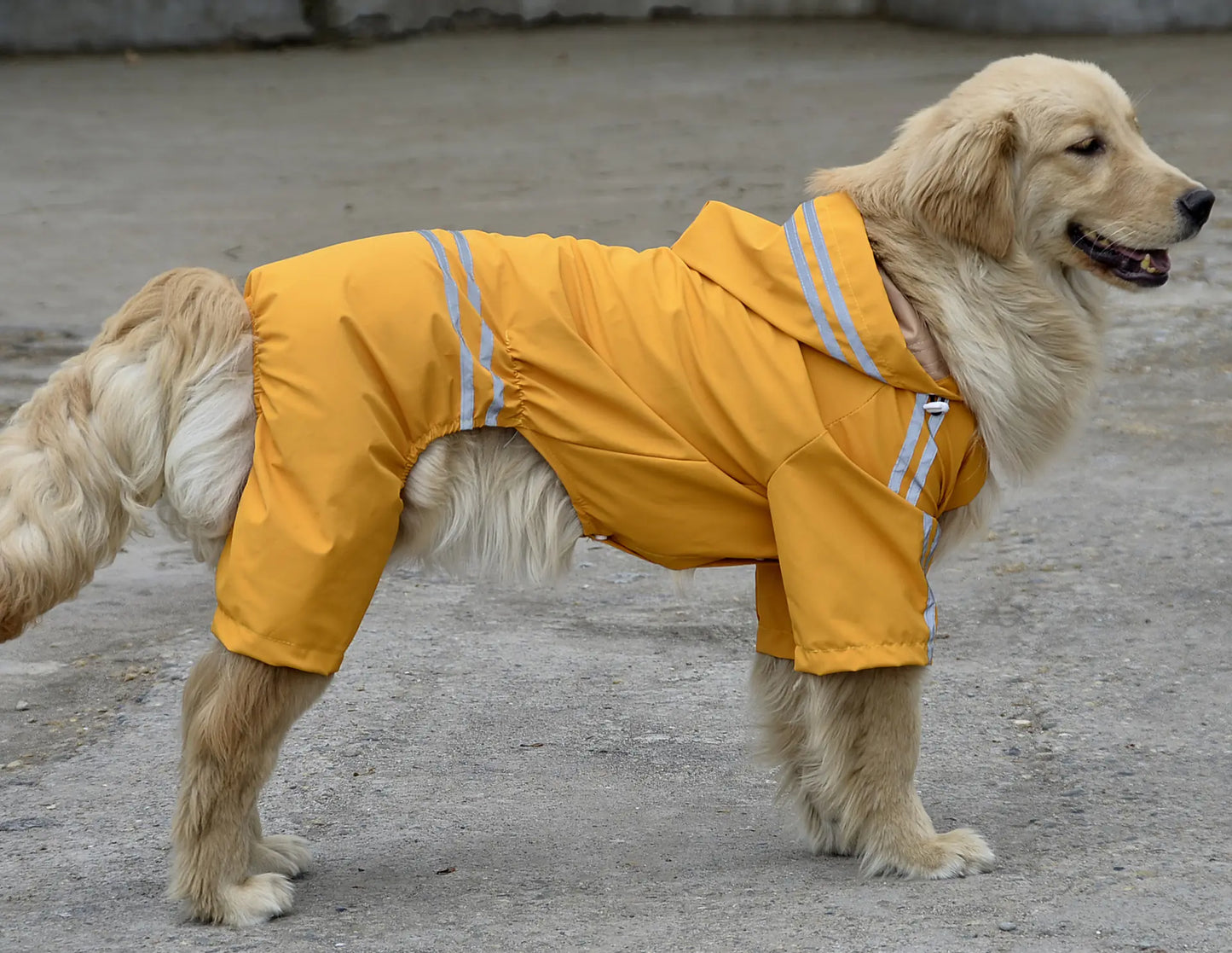Large and Medium Dog Raincoat for All Seasons