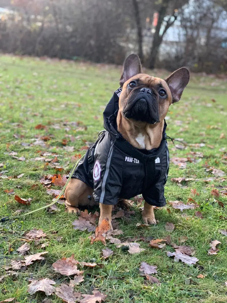 2020 New Waterproof Pet Raincoat for Dogs