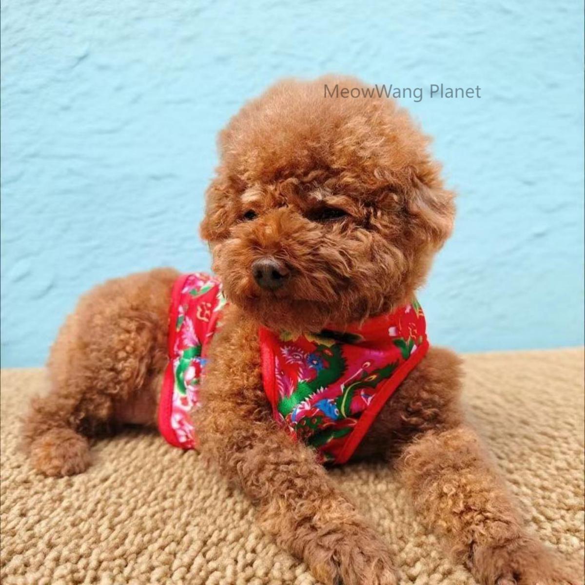 Dog Cat Clothes Pet Apparel Premium Lightweight Summer Pet Vest Breathable Chinese Inspired Design With Bold Floral Pattern For Small Medium Dogs And Cats Stylish Comfortable Warm Weather Apparel Luxu