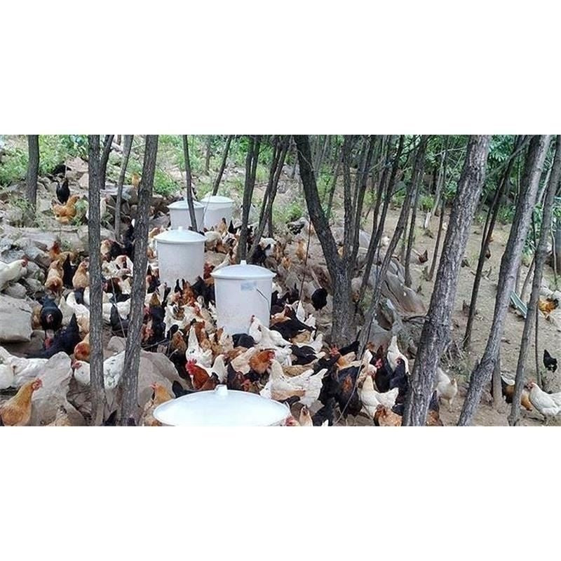 Feeder Chicken Feeding Pigeon Automatic