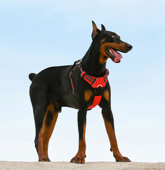 Pet Dog Harness and Leash for Walking