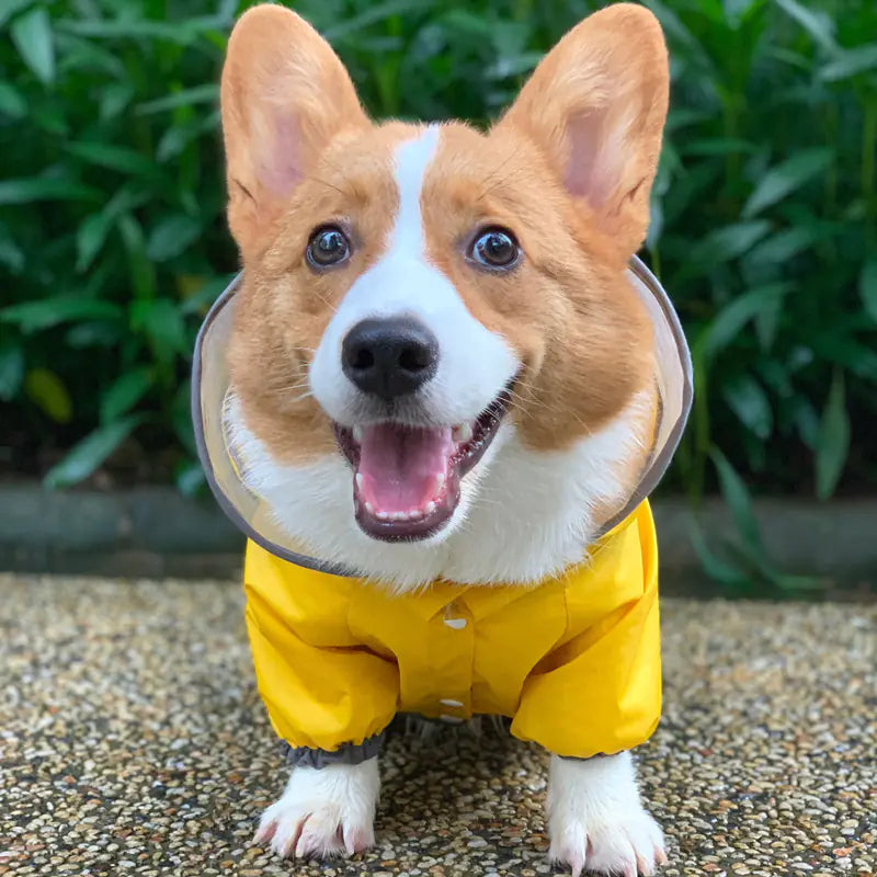 Corgi Waterproof Raincoat for Pets, Full Coverage