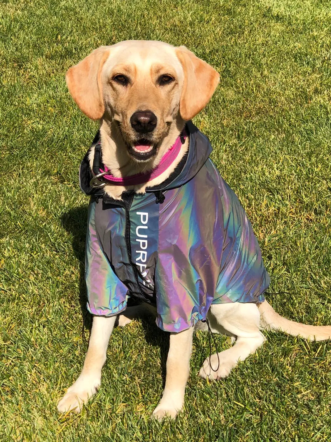 Reflective Raincoat for Dogs - Corgi, Schnauzer, Frenchie